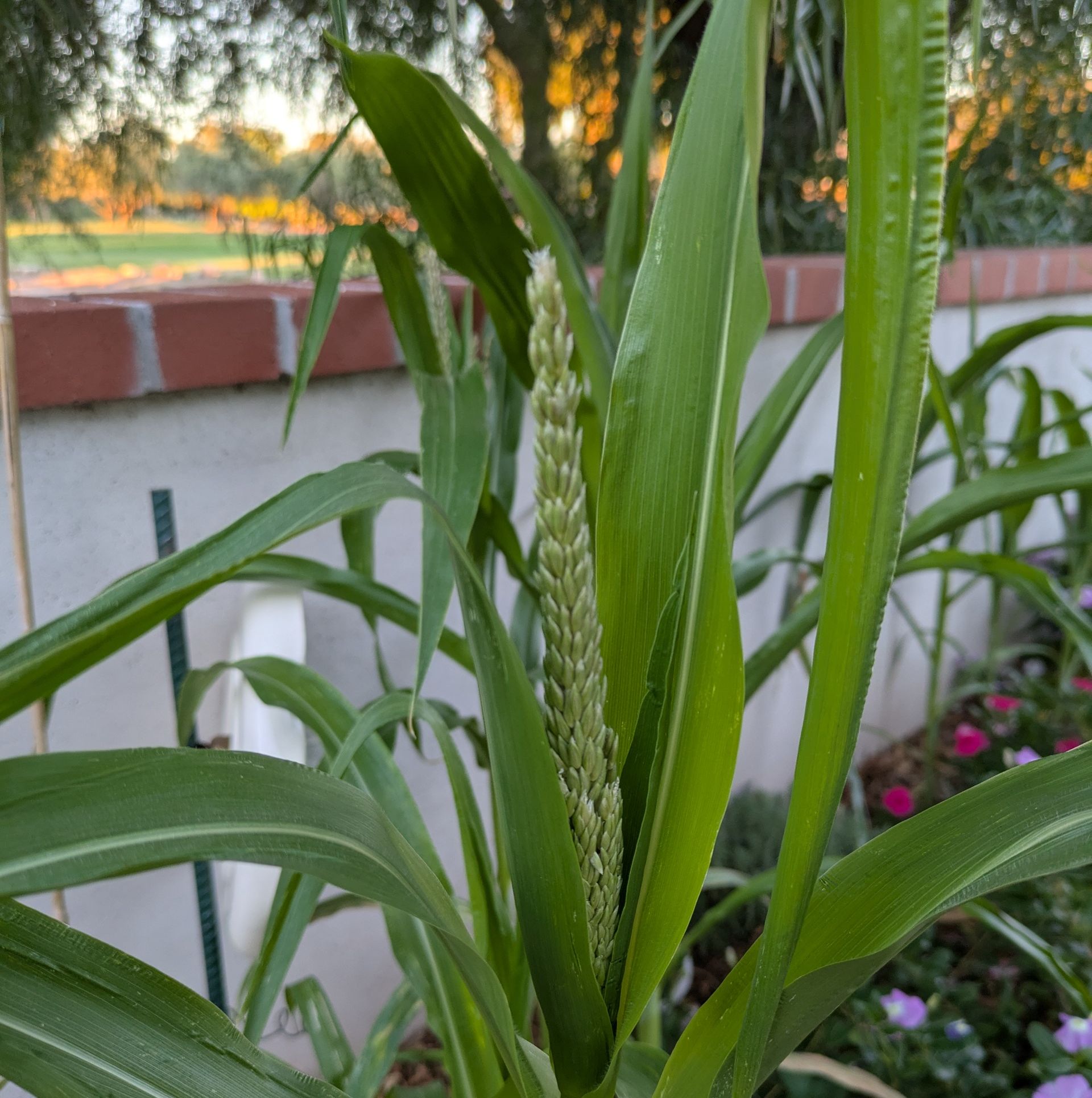 Zea mays corn
